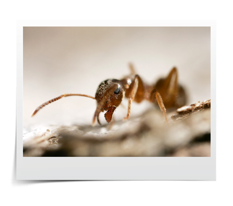 روش عکاسی ماکرو از حشرات