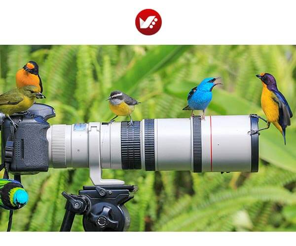 نکاتی برای عکاسی از پرندگان