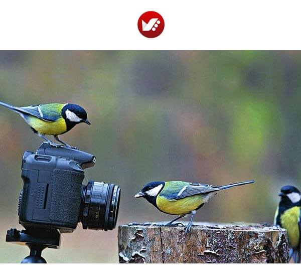  عکاسی از پرندگان