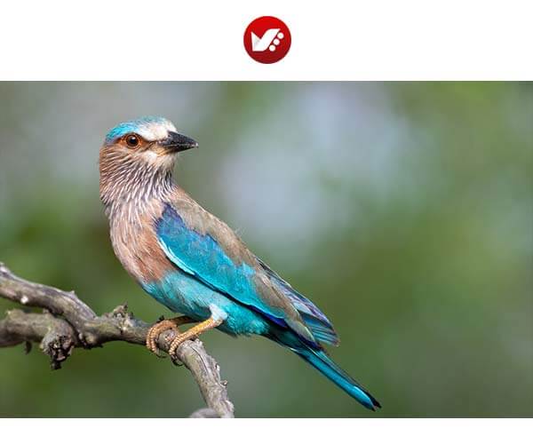 ترکیب عکاسی پرتره و عکاسی از پرندگان